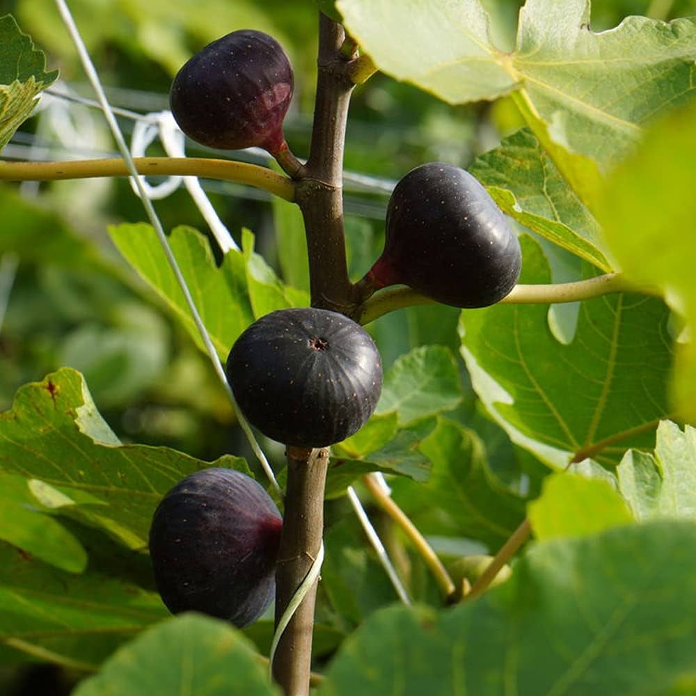 イチジク苗木 「BECCO DI CORVO」2-20 イチジク苗木 「BECCO DI CORVO