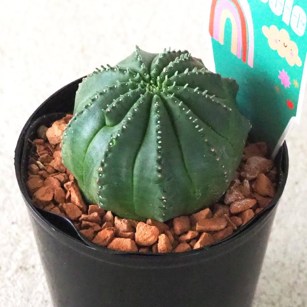 Amazon.co.jp: ユーフォルビア・ピッコロ(オベサ梵天) 3号鉢 3個セット