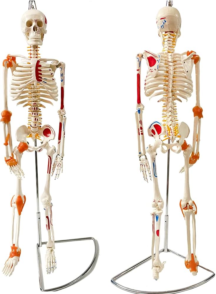 Amazon | timiland 人体骨格模型，脊柱可動・靭帯再現・筋の着色