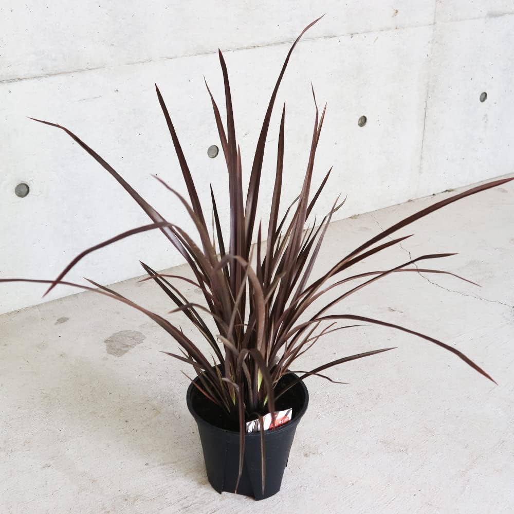 Amazon.co.jp: ニューサイラン(入才蘭) ルブラナナ 6号ポット大苗