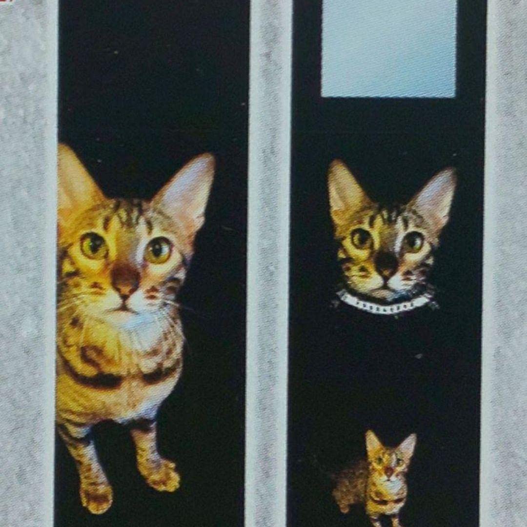 Amazon.co.jp: BUCK-TICK あっちゃん櫻井敦司 猫くるみ ミラー バック