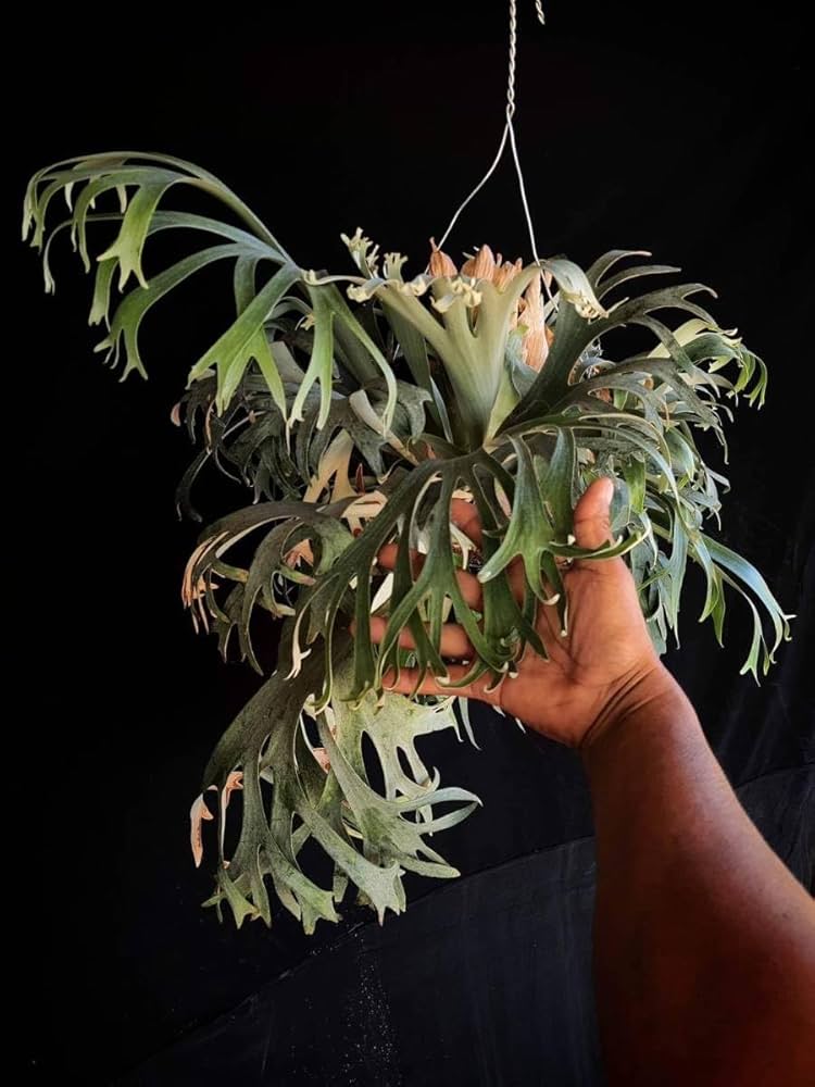 Amazon.co.jp: P.Banna#A④ @bikamori.com バンナ#A ビカクシダ