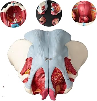 Amazon.co.jp: Ynaioang 女性骨盤モデル骨盤底筋ベルト生殖器血管神経