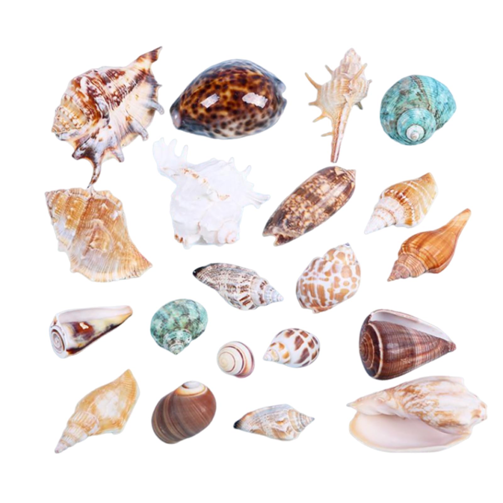 Amazon | 貝殻セット カラフル 貝殻 アソート セット 天然素材