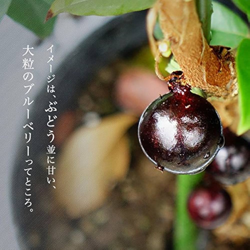 Amazon.co.jp: 四季成り ジャボチカバ 実生 ポット苗 沖縄県産 : DIY