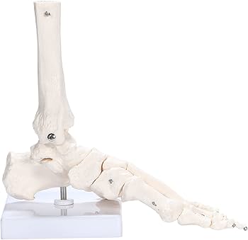 Amazon.co.jp: picoLab 足骨格模型 足骨模型 足骨モデル 足指 左足