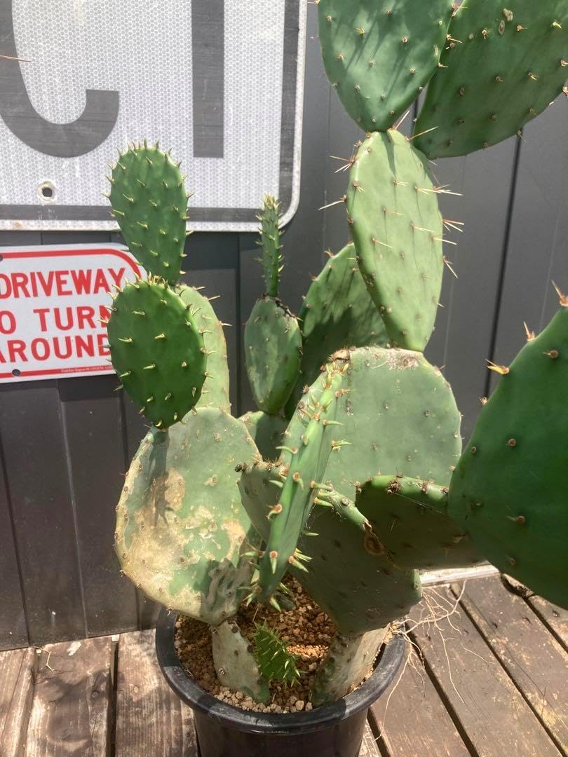 耐寒性アガベ サルミアナフェロックス大苗◇ドライガーデン多肉