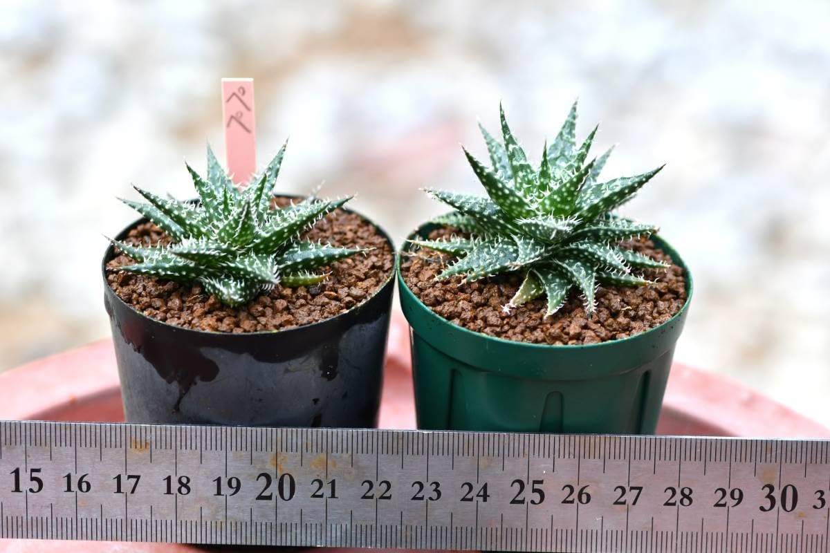 Amazon.co.jp: 第四種可 多肉植物 アロエ ペペ 2鉢 山野草 サボテン