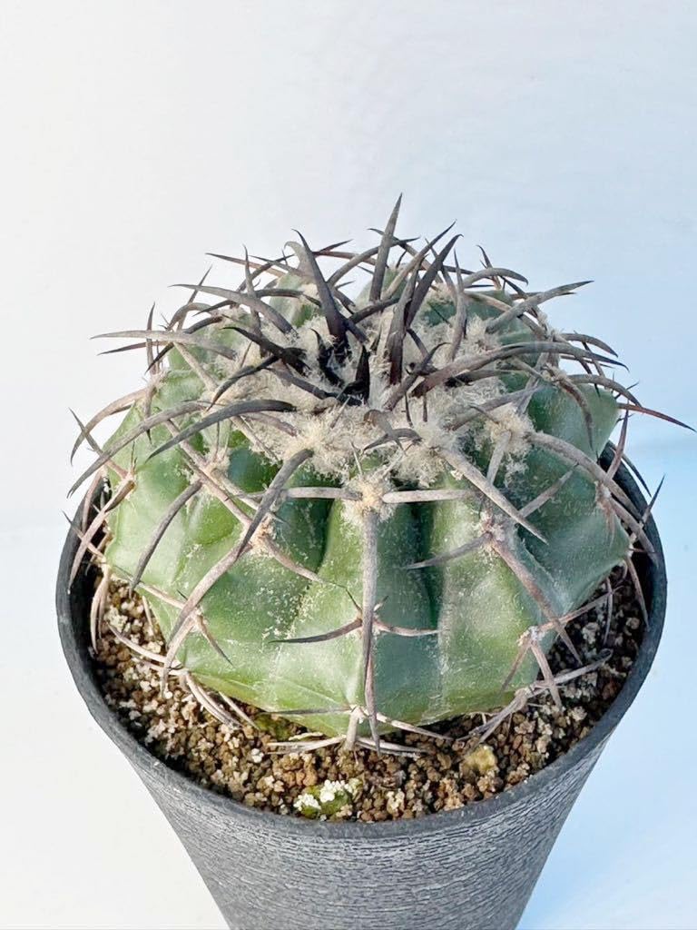 Amazon.co.jp: ディスコカクタス トリコルニス ギガンティア