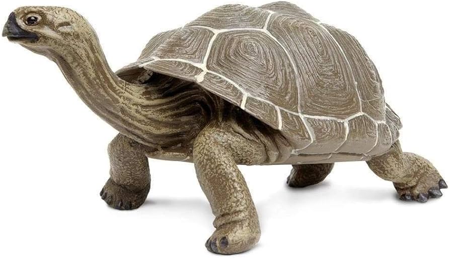 Amazon | Safari (サファリ) ガラパゴスゾウガメ リクガメ フィギュア
