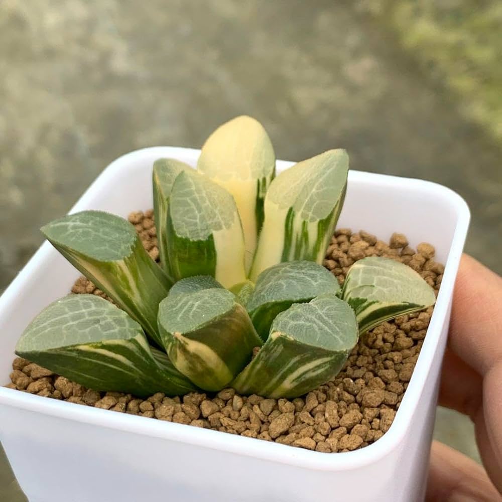 Amazon｜多肉植物 ハオルチア 特網コレクタ錦｜観葉植物 オンライン通販