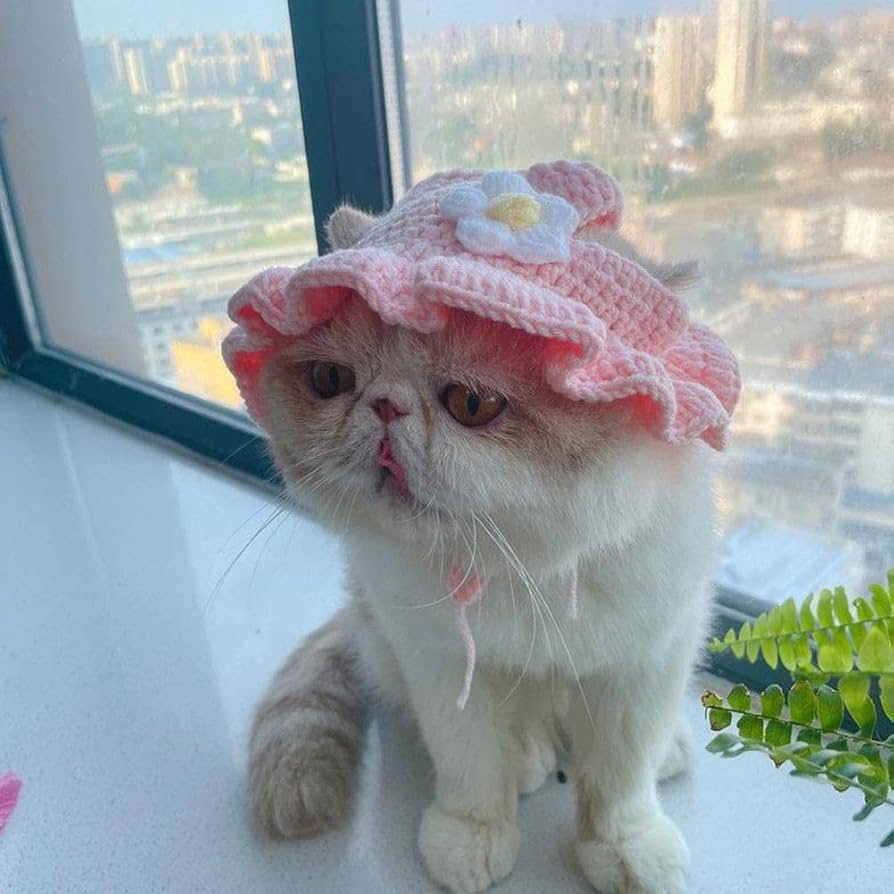 Amazon.co.jp: 猫用帽子 コスプレ仮装 猫のヘアアクセサリー カエル