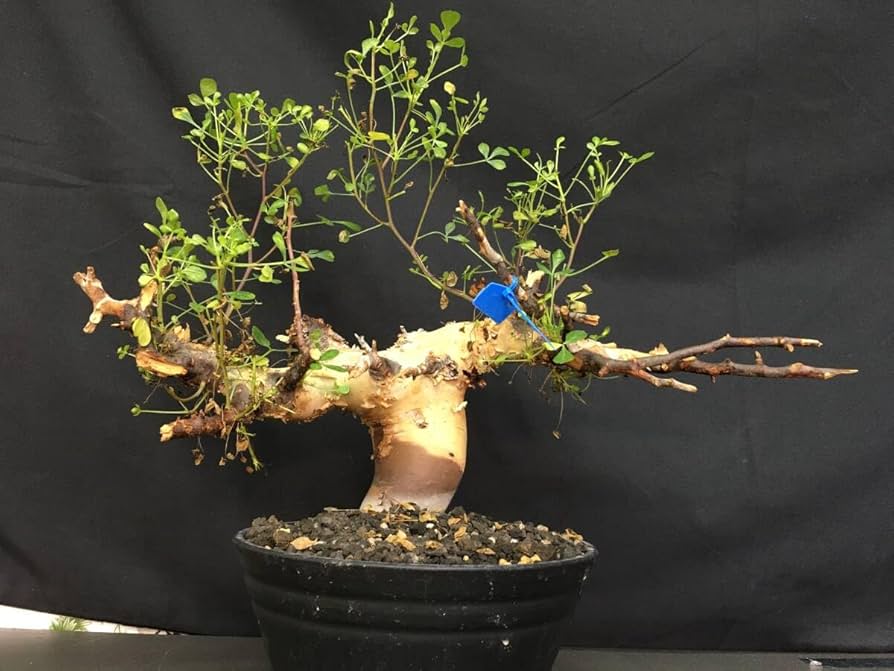 Amazon.co.jp: 4.発根済み コミフォラ カタフ ソマリア産 ピュアカタフ