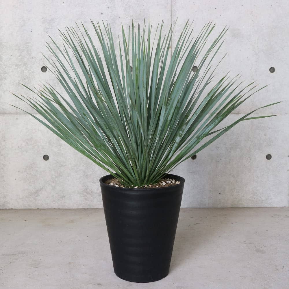 Amazon｜ユッカ・ロストラータ10号鉢【品種で選べる観葉植物・リビング