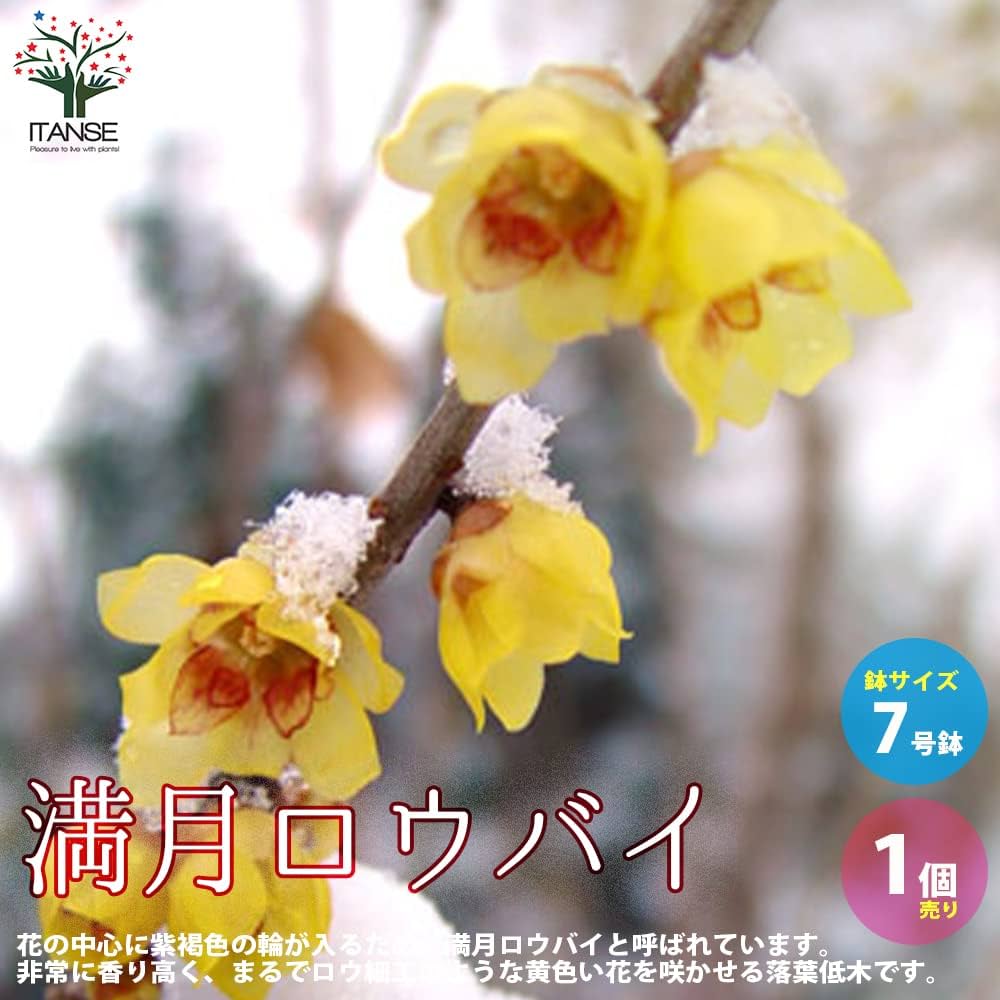 Amazon.co.jp: 満月ロウバイの苗 7号鉢大苗【品種で選べる花木苗/1個