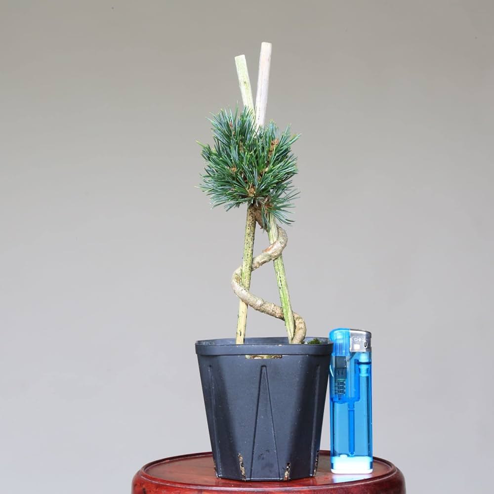 Amazon.co.jp: 八房五葉松【九重】苗木・素材 小品盆栽【泰寿園 Online