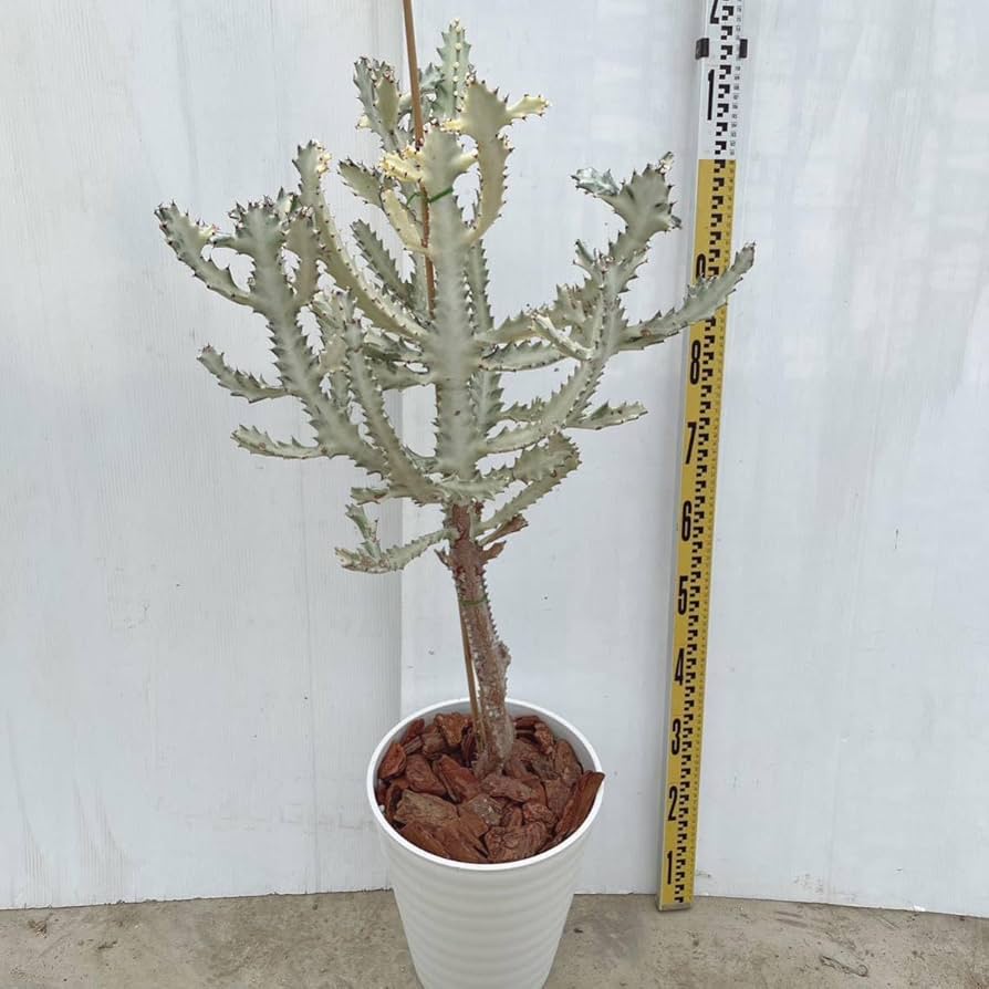 Amazon.co.jp: 多肉植物 サボテン ホワイトゴースト 10号 プラコッタ鉢