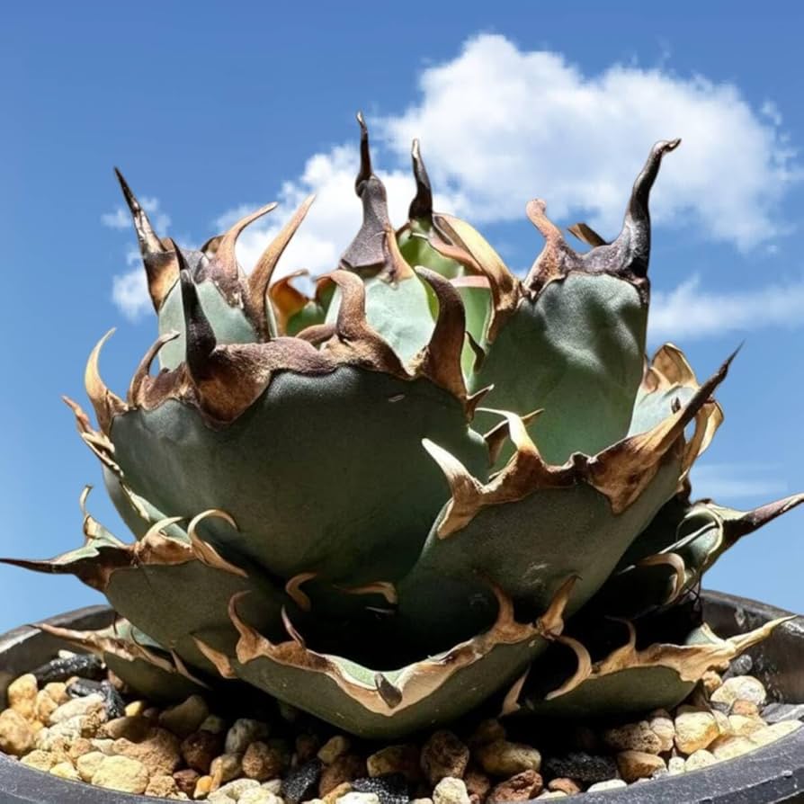 Amazon.co.jp: F5 特厳選 アガベ チタノタ ハデス 黒帝斯 Agave