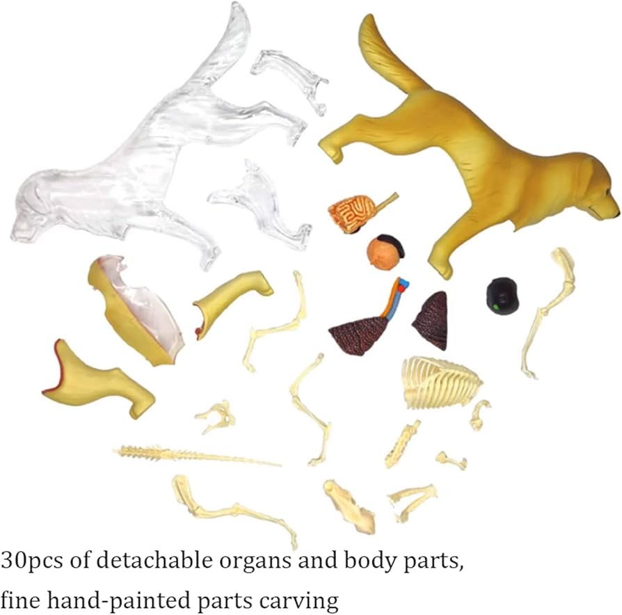 Amazon.co.jp: 人体模型 解剖モデル 動物解剖学モデル犬の解剖学モデル
