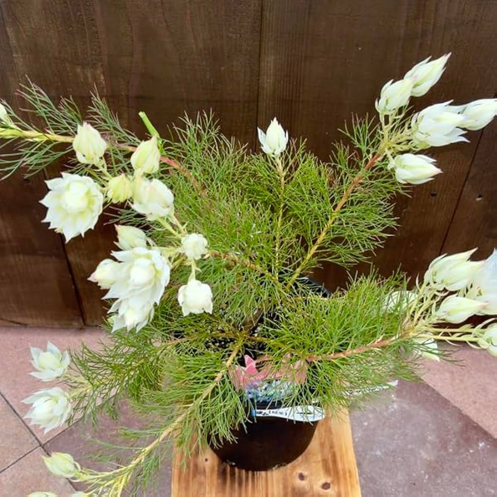 Amazon｜おしゃれ 観葉植物 花苗：ジョーイセルリア ブラッシング