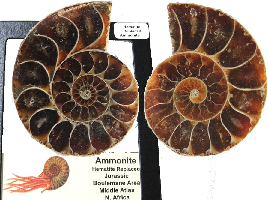 Amazon | SCIENCE 化石標本Ammonite Pair「赤鉄鉱化（ヘマタイト