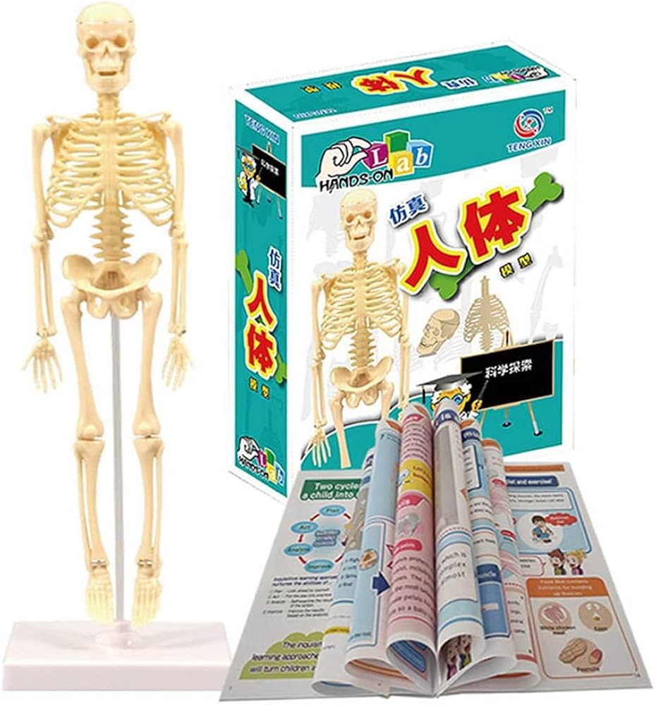 Amazon.co.jp: Jinmoioy 人間の骨格モデル 骨格標本 人体模型 骨格
