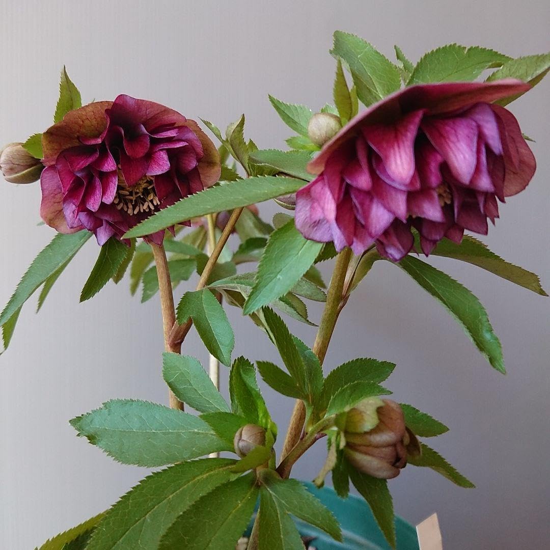 クリスマスローズ 開花株 多弁系 大株 広瀬園芸 【公式通販】