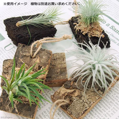 Amazon.co.jp: 着生植物栽培セット コルクバージョン チランジア