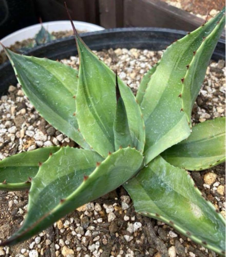 Amazon.co.jp: 耐寒性アガベ オバティフォリア キラー斑入りドライ