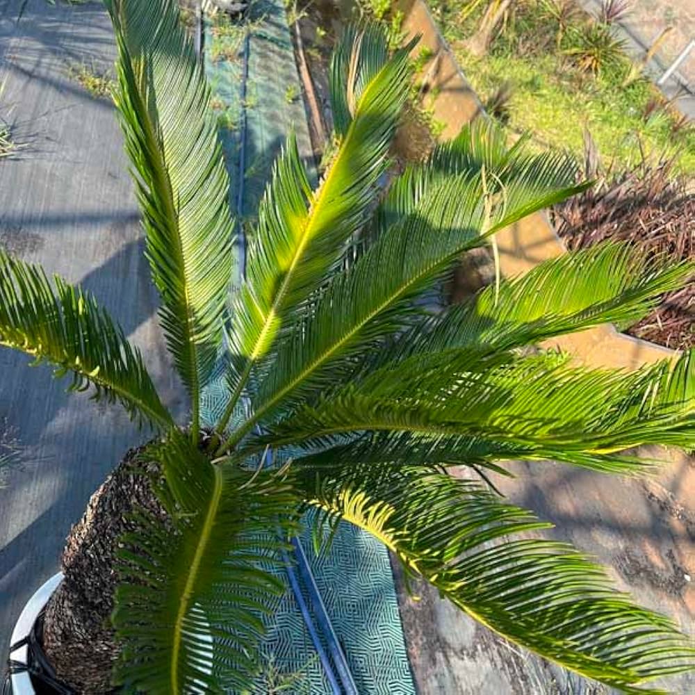 61KAEIFgHcL._AC_UF1000,