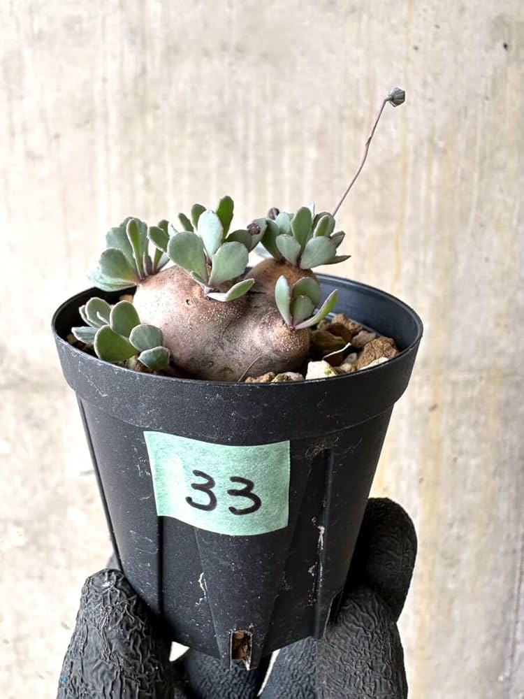 Amazon｜【現品限り】オトンナ・カカリオイデス 現地株 発根済み【O33