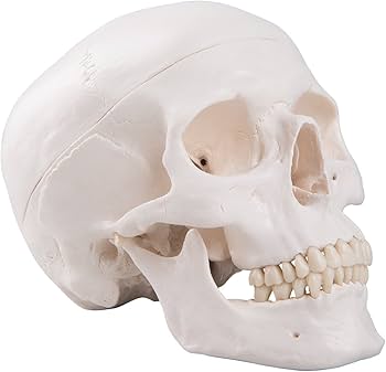Amazon.co.jp: 3B Scientific 頭蓋，標準型モデル : 産業・研究開発用品