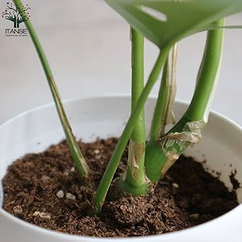 Amazon｜ヒメモンステラ(姫モンステラ) 4号鉢【品種で選べる観葉植物