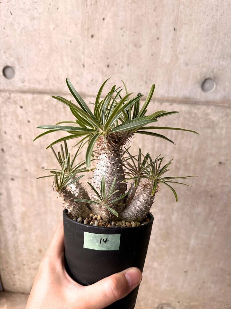 Amazon｜【現品限り】パキポディウム・グラキリス 実生 大株【D14