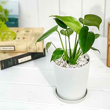 61KkwN-HduL._AC_UF350,