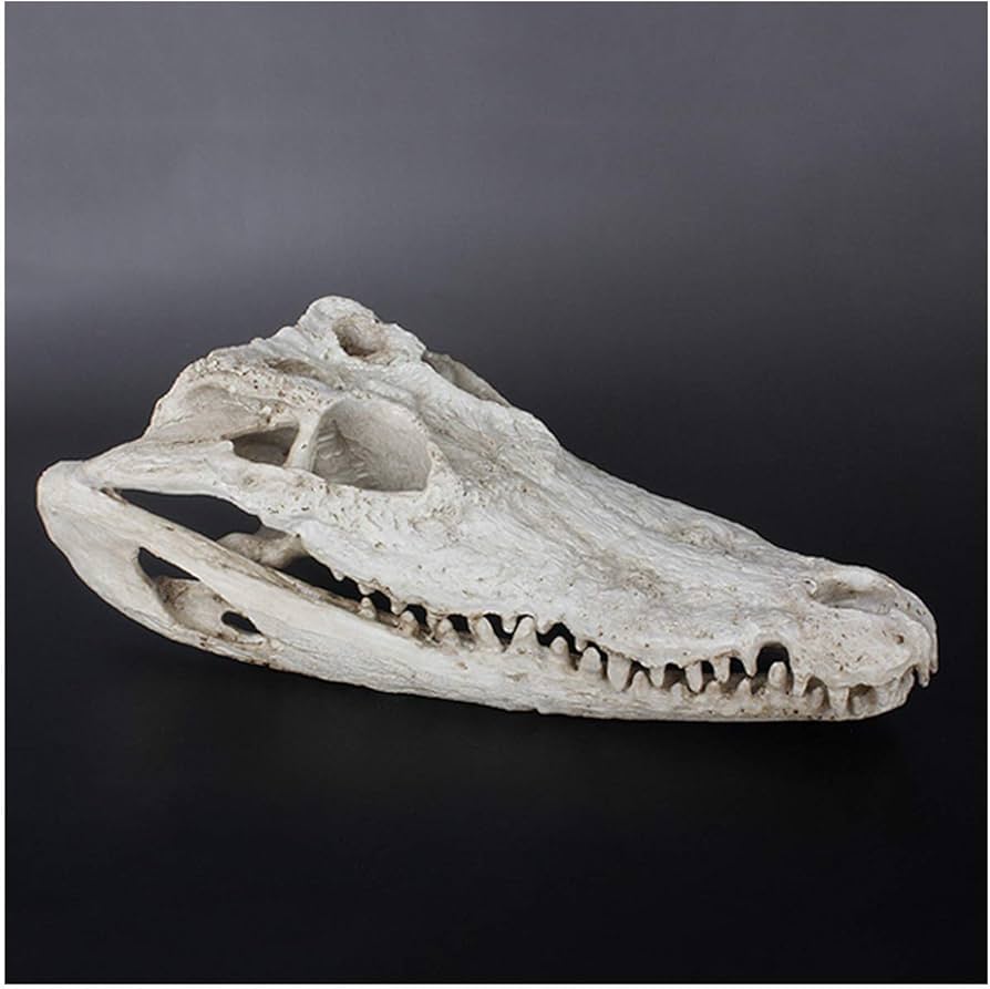 Amazon.co.jp: クロコダイルの頭蓋骨 リアル ワニの頭の模型 樹脂製