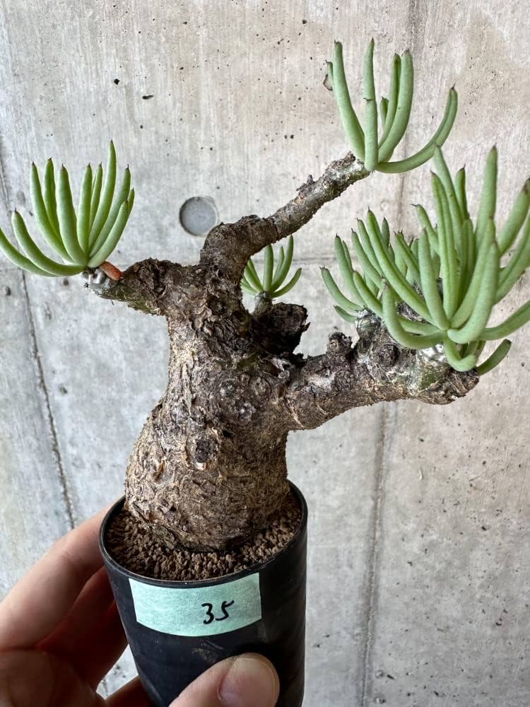 Amazon｜【現品限り】チレコドン・ペアルソニー 2年近く管理 発根済み