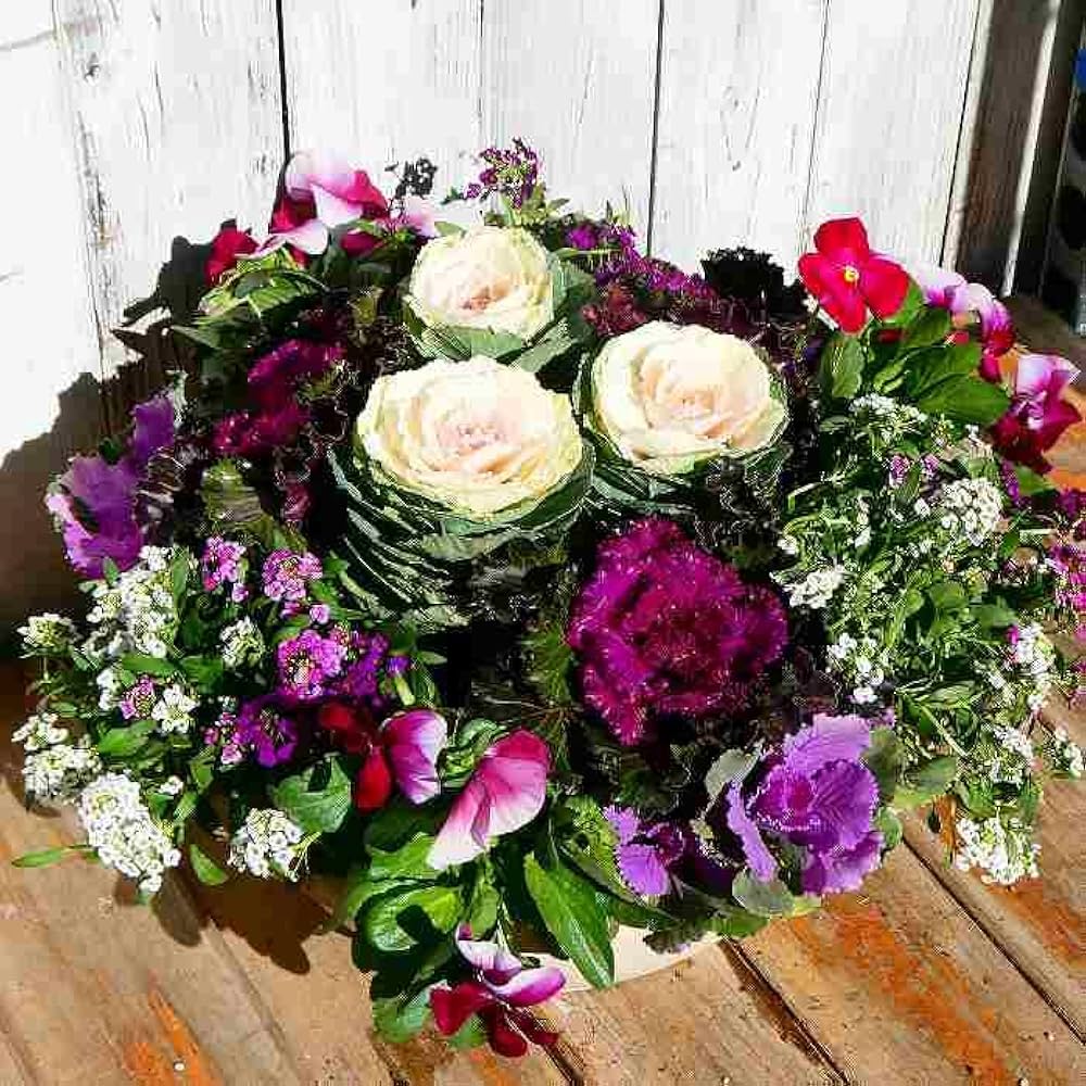 Amazon | 寄せ植え 冬の花 現品12 葉牡丹 ビオラ 春まで咲く 直径30cm