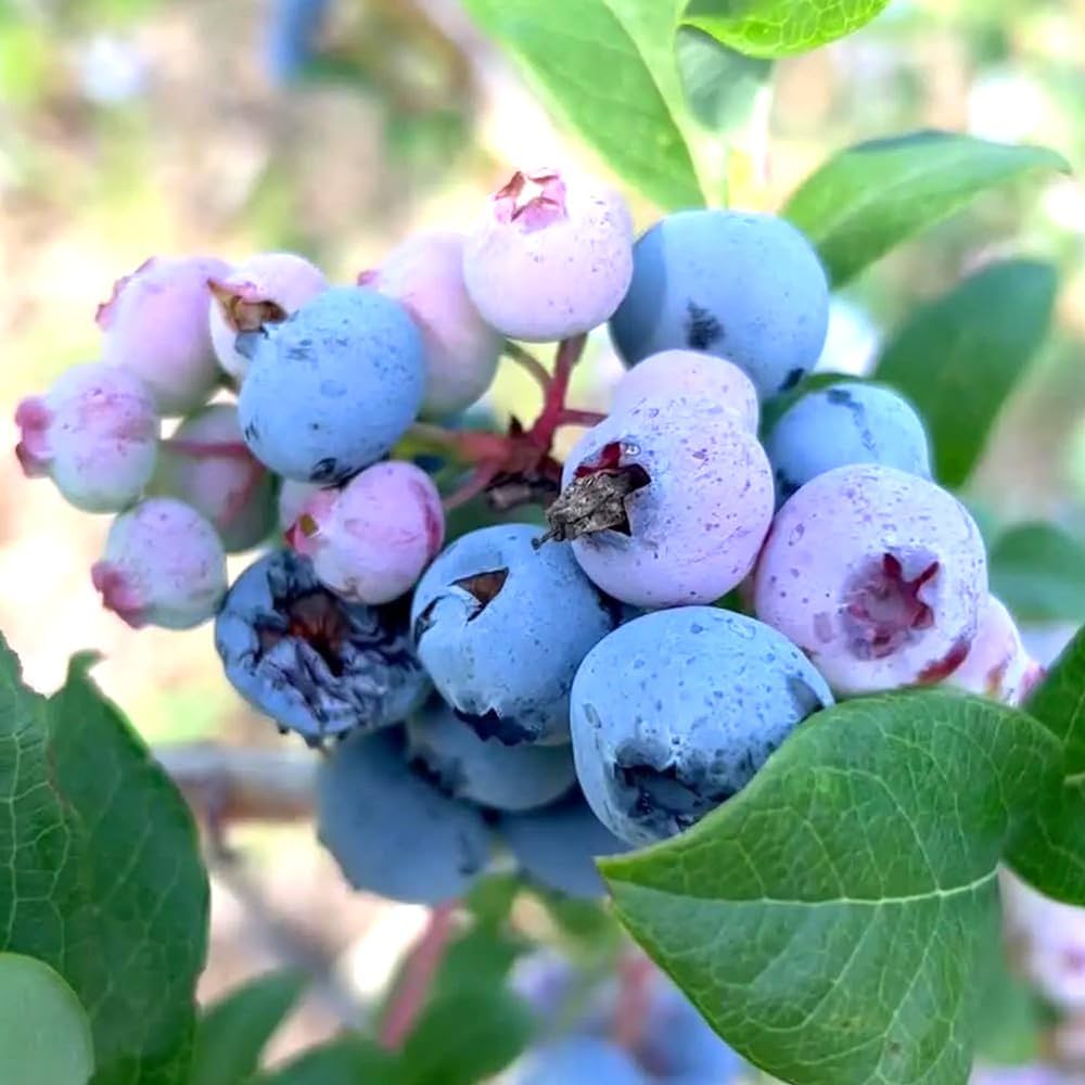 Amazon.co.jp: ITANSE ブルーベリー フェスティバル 大実