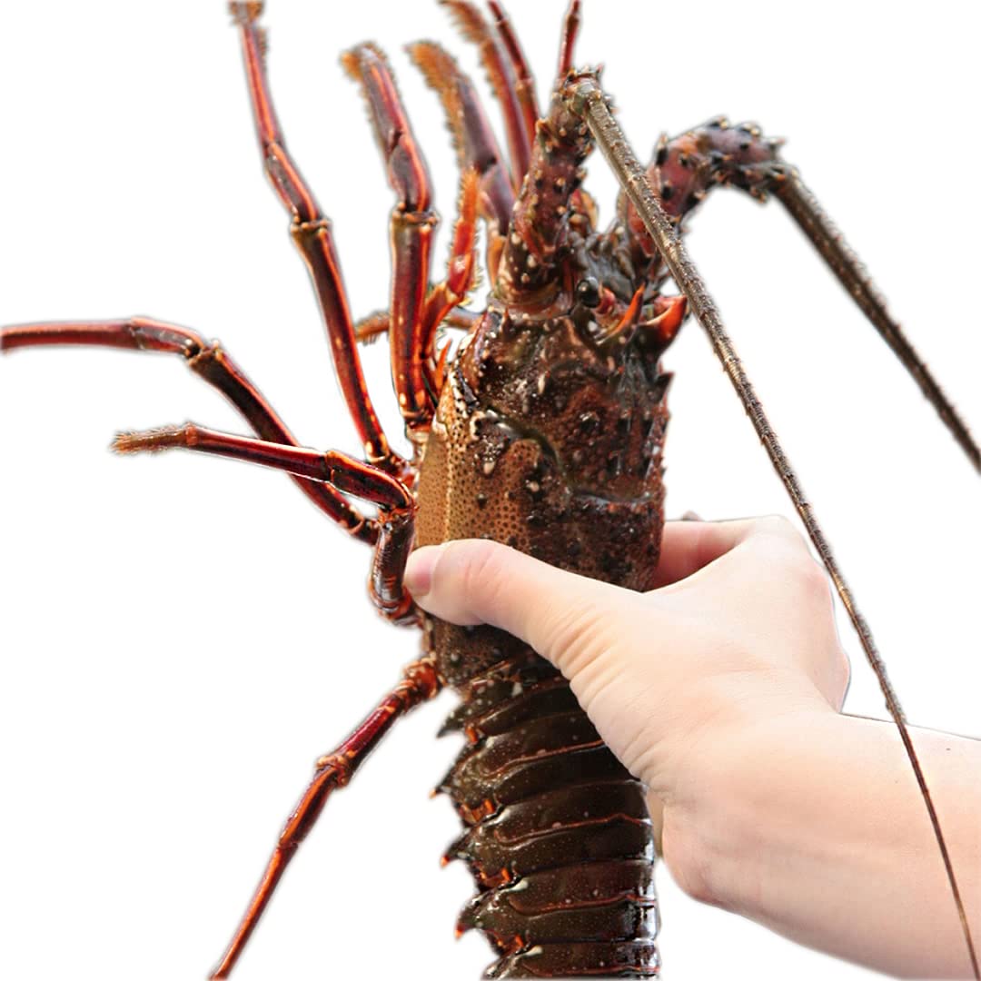 Amazon.co.jp: 活きたまま発送 活伊勢海老 （約500g×1尾） 2～3人前