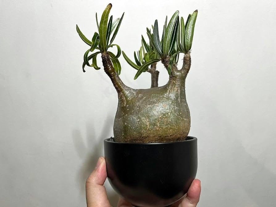 Amazon.co.jp: マダガスカル現地株 パキポディウム グラキリス