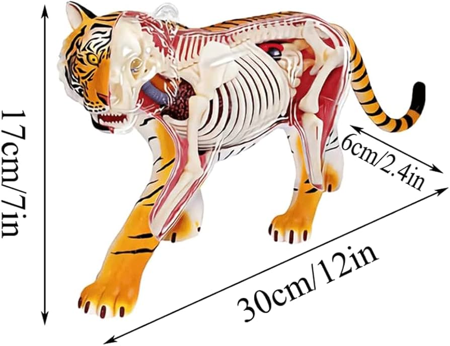 Amazon.co.jp: 医療モデル トラの解剖学モデル 取り外し可能な教育