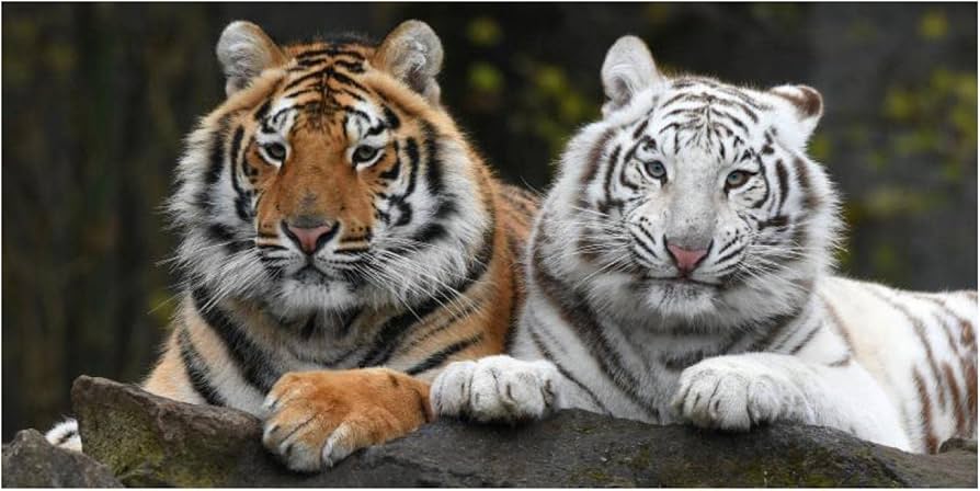 Amazon.co.jp: 2匹のトラ ホワイトタイガーとイエロータイガー 動物の