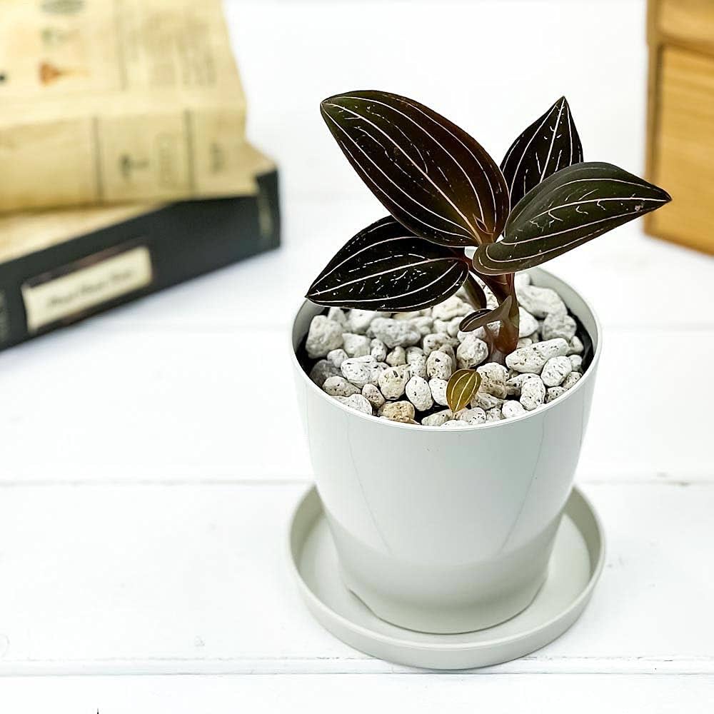 Amazon.co.jp: PLANCHU ジュエルオーキッド ルディシア ディスカラー