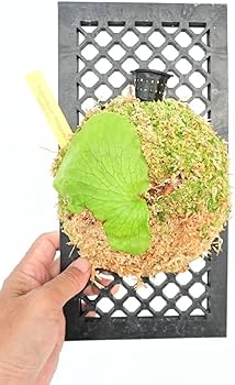 Amazon.co.jp: P.coronarium Philippines Dwarf① @bikamori.com