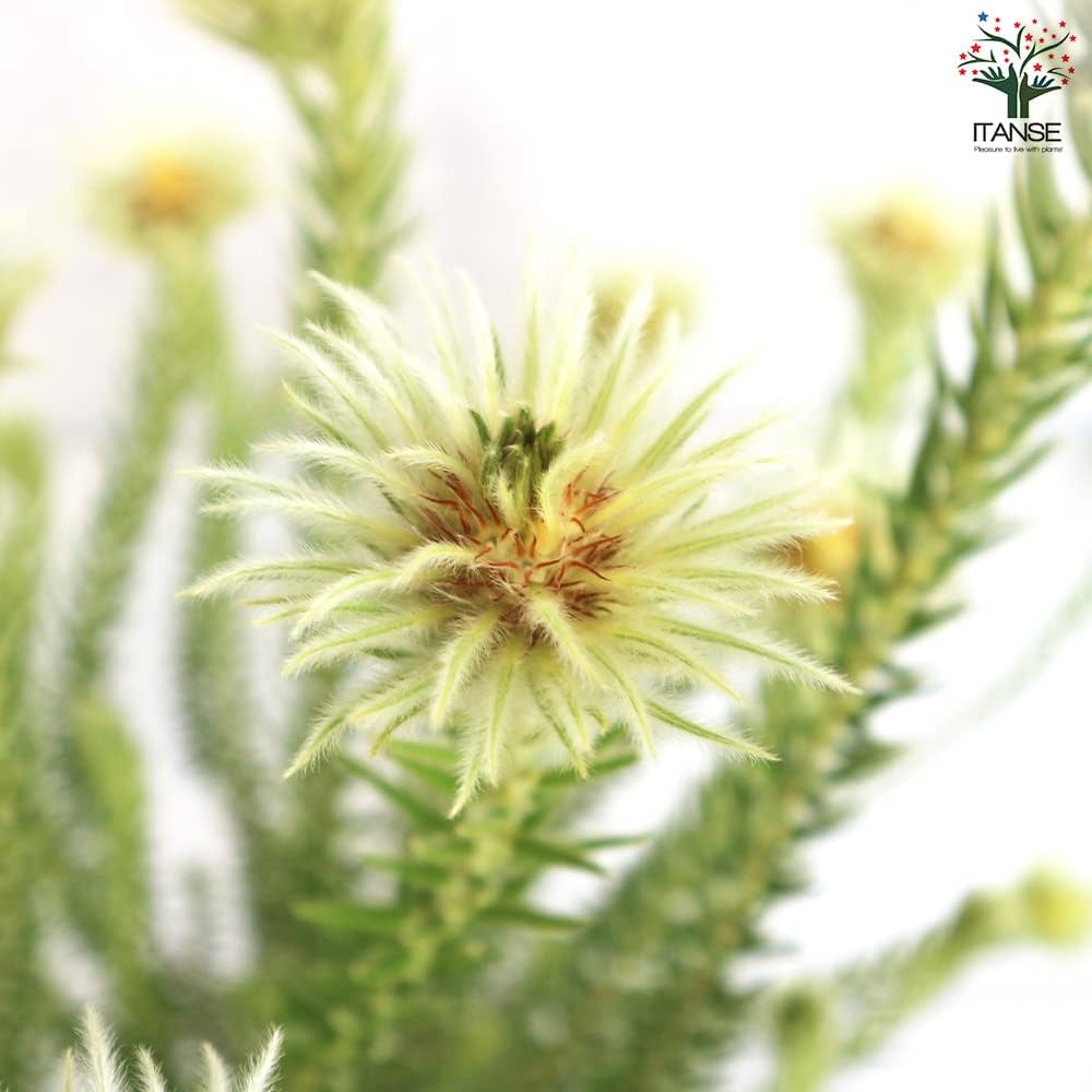 61MZ2RH1ndL._AC_UF1000,