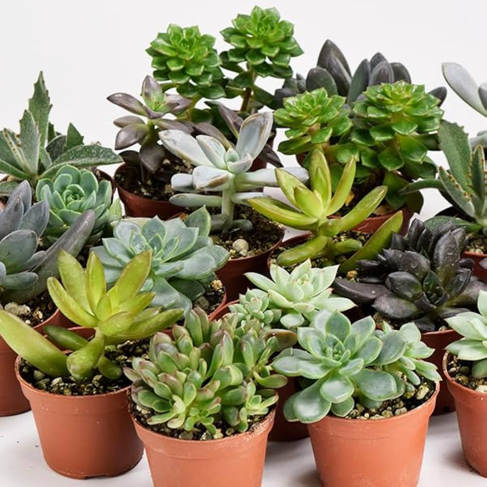 Amazon.co.jp: 多肉植物おまかせポット苗セット 20株 / 国華園 25年