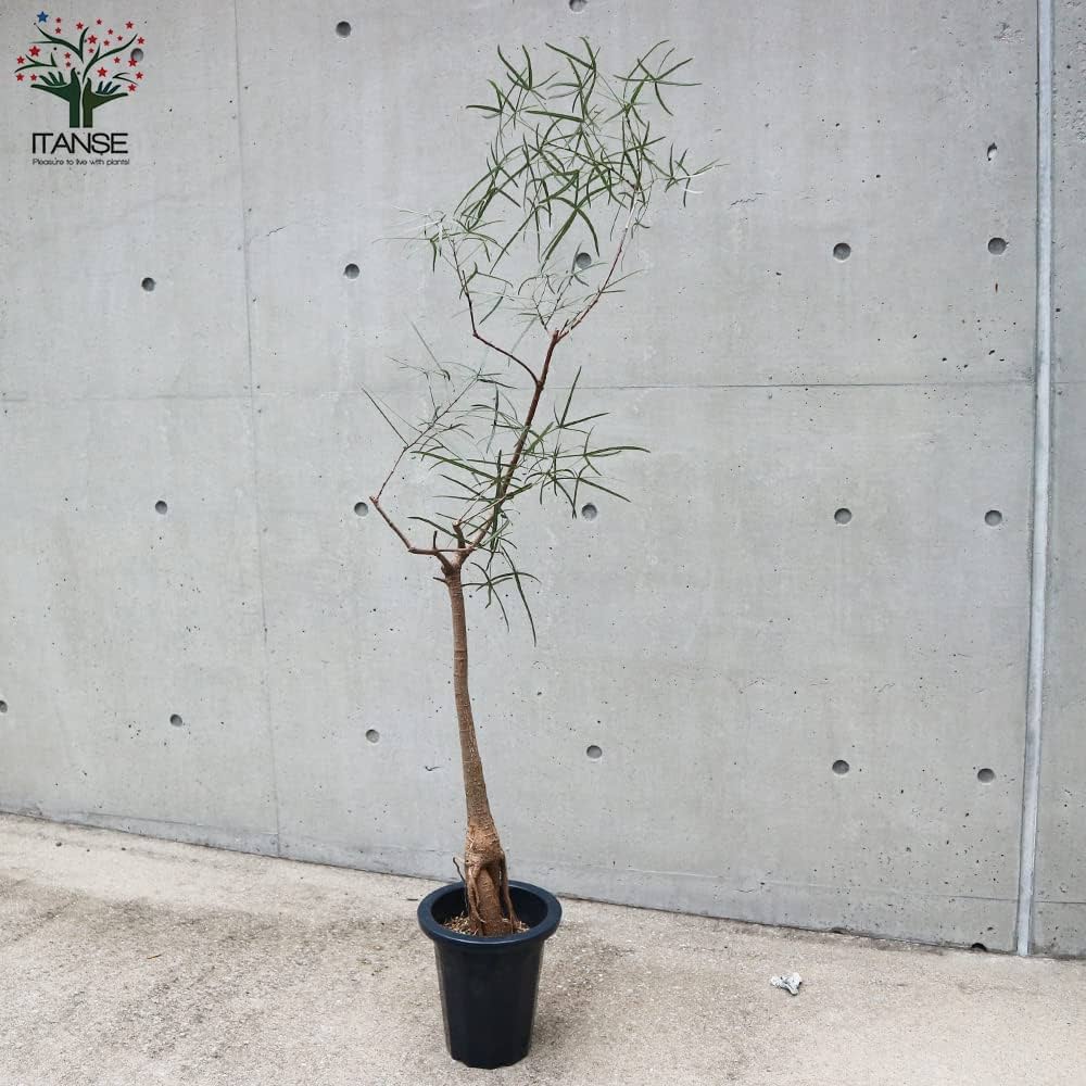 Amazon｜ITANSE ボトルツリー(ブラキキトン・ルペストリス) 観葉