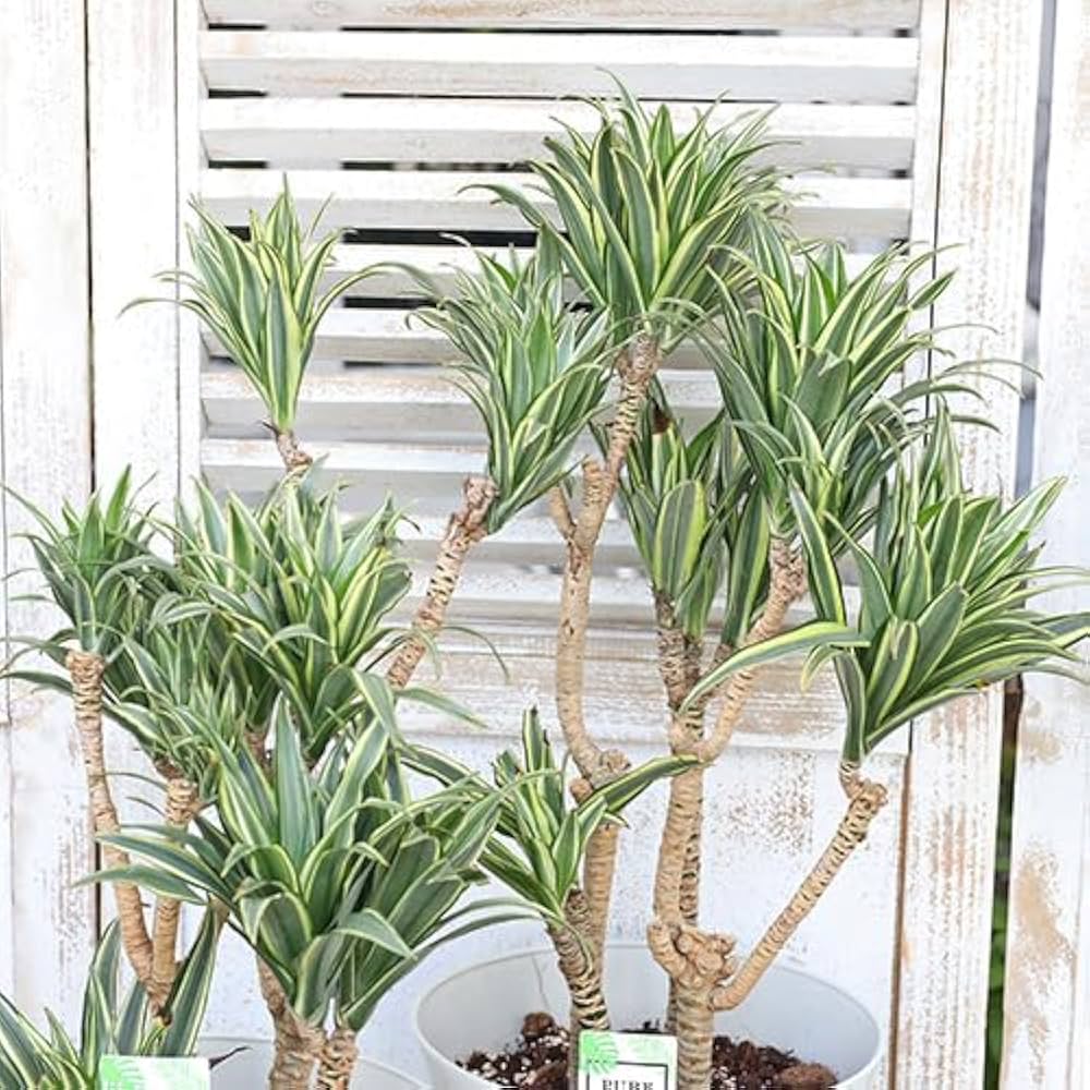 Amazon｜観葉植物 斑入り ドラセナ コンパクタ ホワイト 7号 高さ60cm