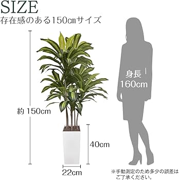 Amazon｜Kugusa 【生花店監修】 フェイクグリーン ドラセナ 150cm 大型